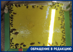 “Лезут через балкон”: дом жителей Днепрорудного превратился в рассадник тараканов