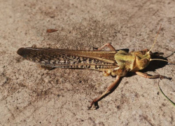 Полчища саранчи захватили Запорожскую область