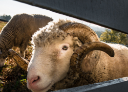 В Запорожской области увеличат объёмы производства баранины и говядины
