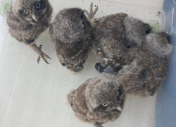 В Запорожье во время ремонта крыши Дворца творчества нашли пятерых совят