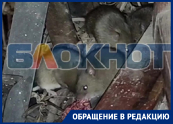 Жительница Энергодара показала на видео кишащую мышами многоэтажку