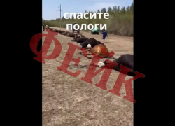 Фейки о падеже скота в Пологовском округе распространили в соцсетях