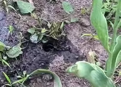 Появившийся из-под земли неизвестный паук напугал жителей Запорожья