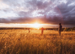 Меры для защиты ценных полей приняли в Запорожской области