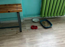 Есть даже лоток и собственная миска: кошка поселилась в мелитопольской школе №25