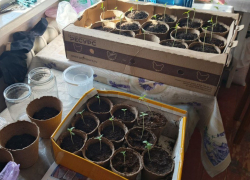 Житель Мелитополя устроил у себя дома наркоплантацию и попал под дело