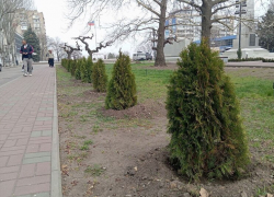 В Мелитополе высадили хвойные деревья к 80-летию Великой Победы