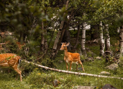 В Запорожской области и ДНР создадут заповедник «Степь Донецкая»