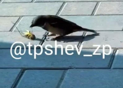 Бесстрашного убийцу саранчи сняли на видео в Запорожье