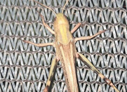 Запорожскую область атаковала саранча