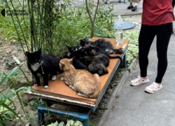 Семь кошек спасли во время пожара в жилой многоэтажке в Запорожье