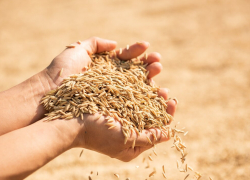 В Запорожской области растут объёмы производства зерновых культур