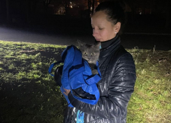 В Запорожье пожарные спасли котика