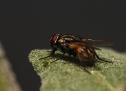 Запорожцев предупредили о смертельно опасных мошках