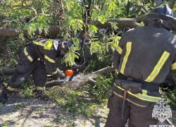 Дерево рухнуло на машину в Мелитополе