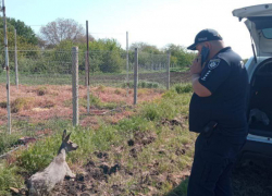 В Запорожской области полицейские спасли косулю
