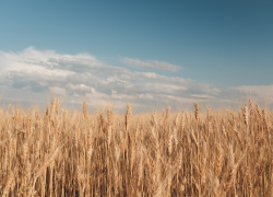 В Запорожской области сельхозпроизводители получат 1,9 млрд рублей поддержки