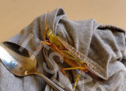 Огромная саранча размером с ложку залетела на балкон к жительнице Запорожья