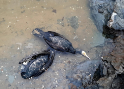 Стало известно, из-за чего в Запорожье массово погибли бакланы