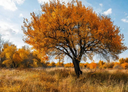 Сильный ветер спрогнозировали синоптики в Запорожской области 