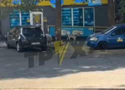 Гулявшие среди людей баран и козлы покорили соцсети в Запорожье 