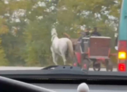 Запорожские водители встретили в пробке повозку с лошадьми 