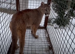Амурского леопарда и пуму из зоопарка Васильевки эвакуировали в Крым