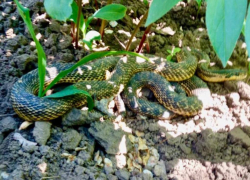 Огромную змею поймали на территории запорожской школы