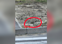 Запорожцев напугала огромная гадюка прямо посреди улицы