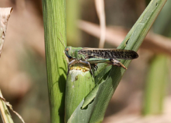 Названа причина нашествия саранчи в Запорожской области