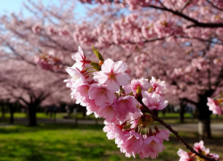 В Мелитополе восстанавливают заброшенные черешневые сады