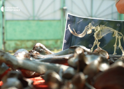 В Запорожской области учёные нашли кости мамонта и гигантского оленя