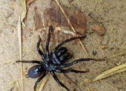 Запорожье атаковали огромные жуткие пауки