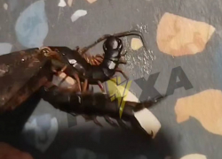 В Запорожье огромная сколопендра залезла в квартиру на четвёртом этаже 