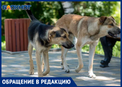 Жители Днепрорудного сообщили о нашествии бездомных собак в городе