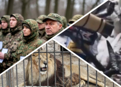 Новости Запорожья: ВСУ ударили по животным, судьба уклонистов на референдуме и радужный дрон