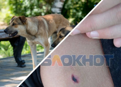 Жительница Мелитополя раскрыла подробности нападения бродячей собаки на 11-летнего сына