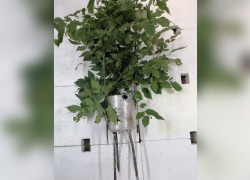 Взрывоопасный «цветок» до жути напугал запорожцев