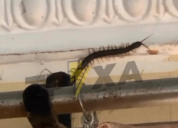 Ядовитая сколопендра забралась в дом жителей Запорожской области