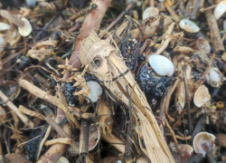 Жителей Бердянска призвали наблюдать за состоянием пляжей