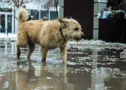 Бот для контроля животных без владельцев запустили в Запорожской области