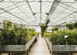 В Мелитополе разрабатывают методику выращивания растений в условиях дефицита воды