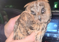 Предельно мимимишечная история с маленьким совёнком случилась в Запорожье