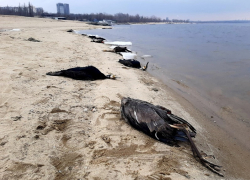 «Это жуть»: усеянный трупами бакланов пляж показали жители города Запорожье