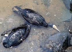 Учёные оказались бессильны перед массовой гибелью птиц в Запорожье