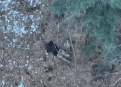 Неудачная попытка трёх запорожских уклонистов сбежать в Румынию попала на видео 