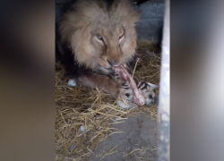 Раненного дроном ВСУ льва Нео выпустили в отремонтированный вольер зоопарка в Васильевке