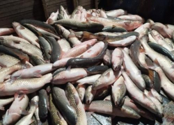 Добывать ценную рыбу пиленгас будут на побережье Азовского моря в Запорожской области