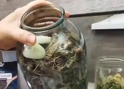 Запорожцы начали консервировать атаковавшую регион саранчу