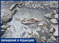 Массовый рыбный мор наглядно показал житель Качкаровки в Запорожской области